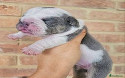 English Bulldog dogs for sale: Outstanding KC English Bulldogs, Top Quality Pups - Image 20