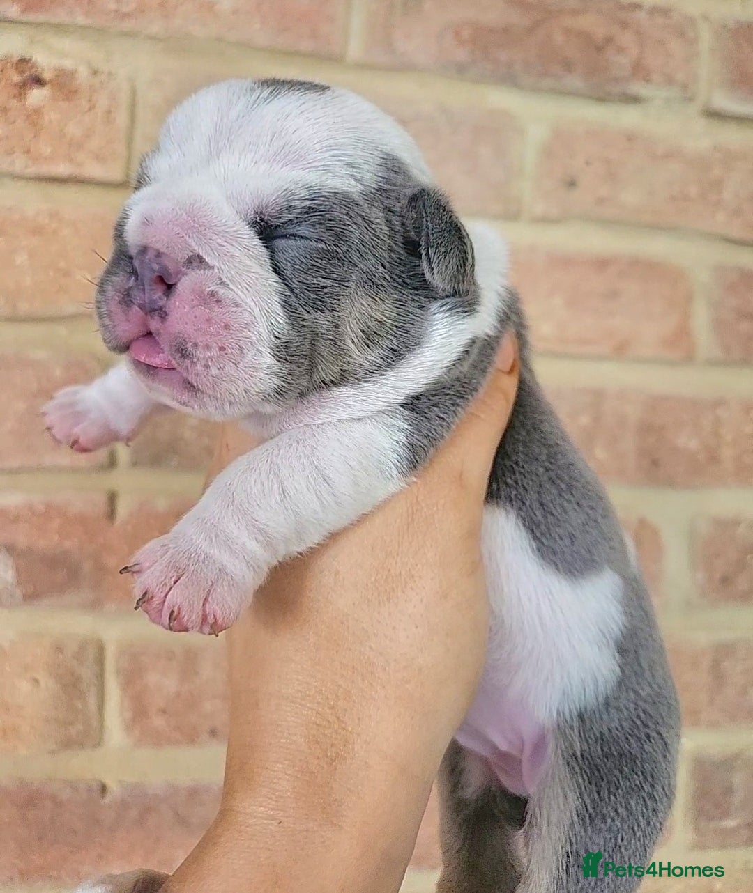 English Bulldog dogs for sale: Outstanding KC English Bulldogs, Top Quality Pups - Image 20