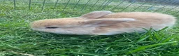 Mini Lop rabbits for sale: Beautiful mini lop rabbits  - Advert 9