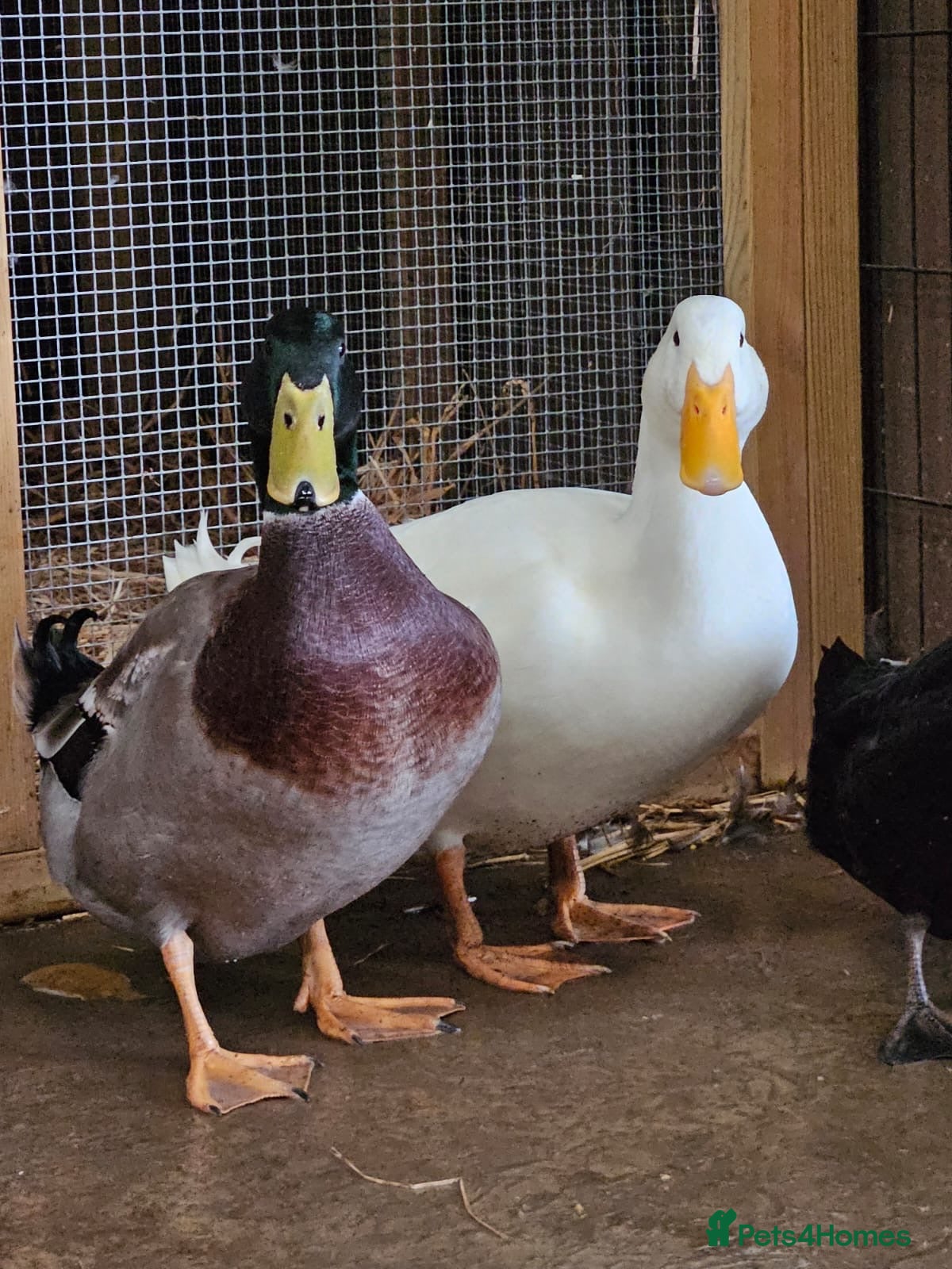 Ducks poultry Two beautiful Drakes - Advert 5