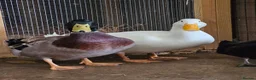 Ducks poultry for sale: Two beautiful Drakes in Bedford - Advert 1