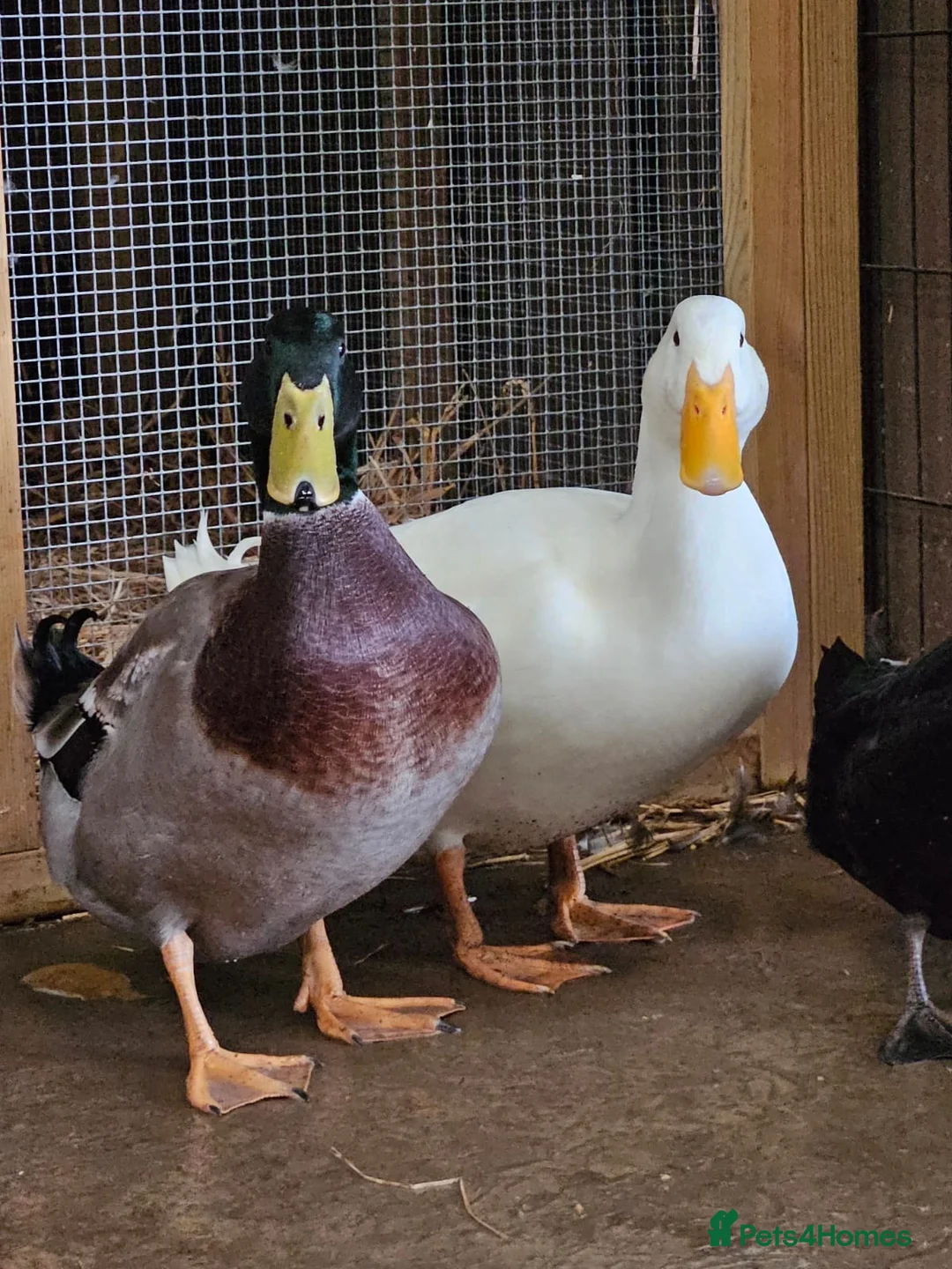 Ducks poultry for sale: Two beautiful Drakes in Bedford - Advert 1