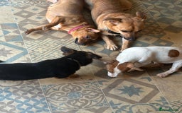 Jack Russell dogs for sale: Tttttt - Image 2