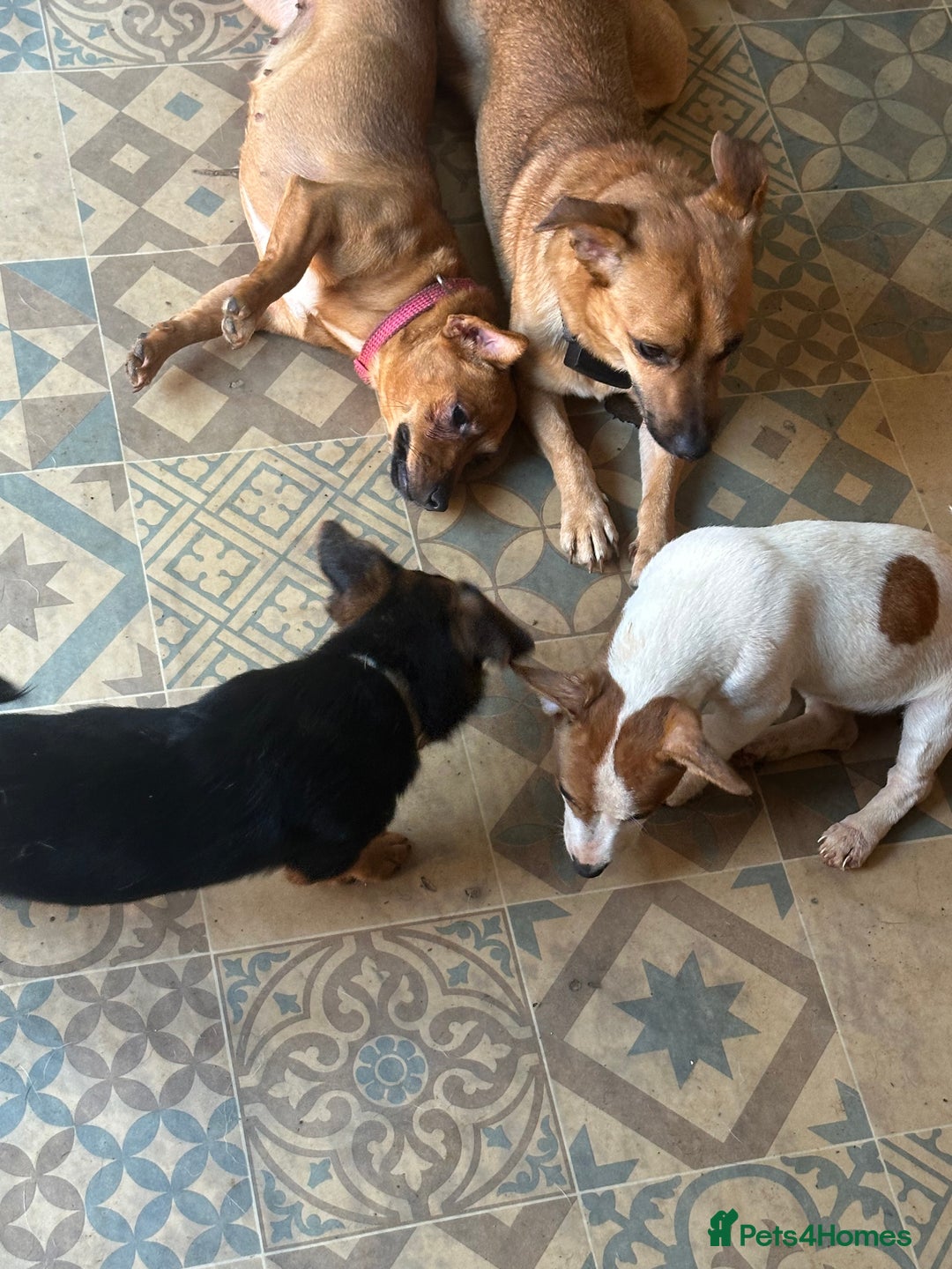 Jack Russell dogs for sale: Tttttt - Image 2