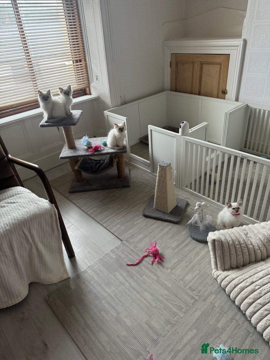 Ragdoll cats for sale: Pedigree Championship GCCF Ragdoll Kittens - Advert 6