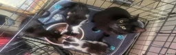 Mixed Breed cats for sale: 3 kittens available  - Advert 9