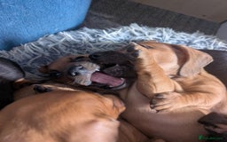 Dachshund dogs for sale: 8 week old Dachshunds  - Image 8