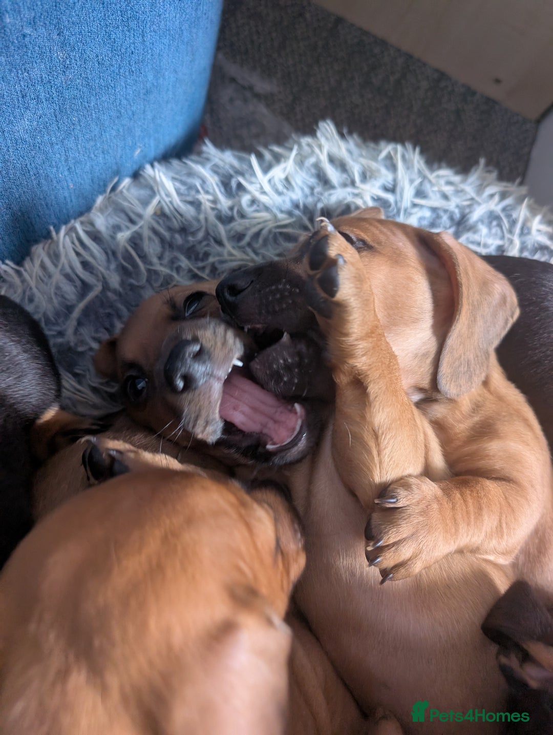 Dachshund dogs for sale: 8 week old Dachshunds  - Image 8
