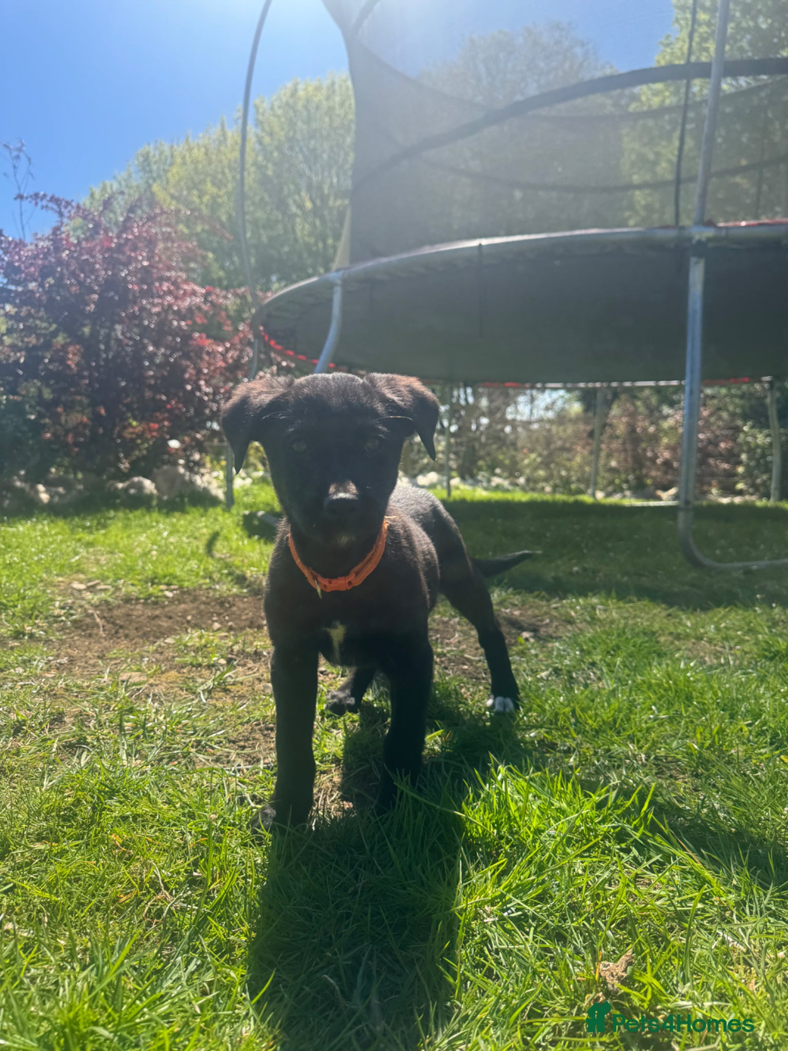 Borador dogs **Ready Now Borador Puppies** - Advert 2