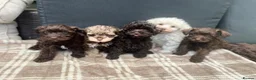Schnoodle dogs for sale: Tiny Schnoodle Puppies 💙+ 🩷 - Advert 1