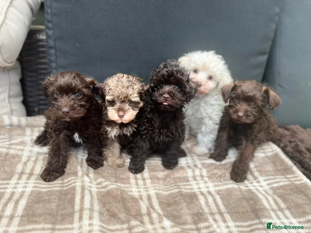 Schnoodle dogs for sale: Tiny Schnoodle Puppies 💙+ 🩷 - Advert 1