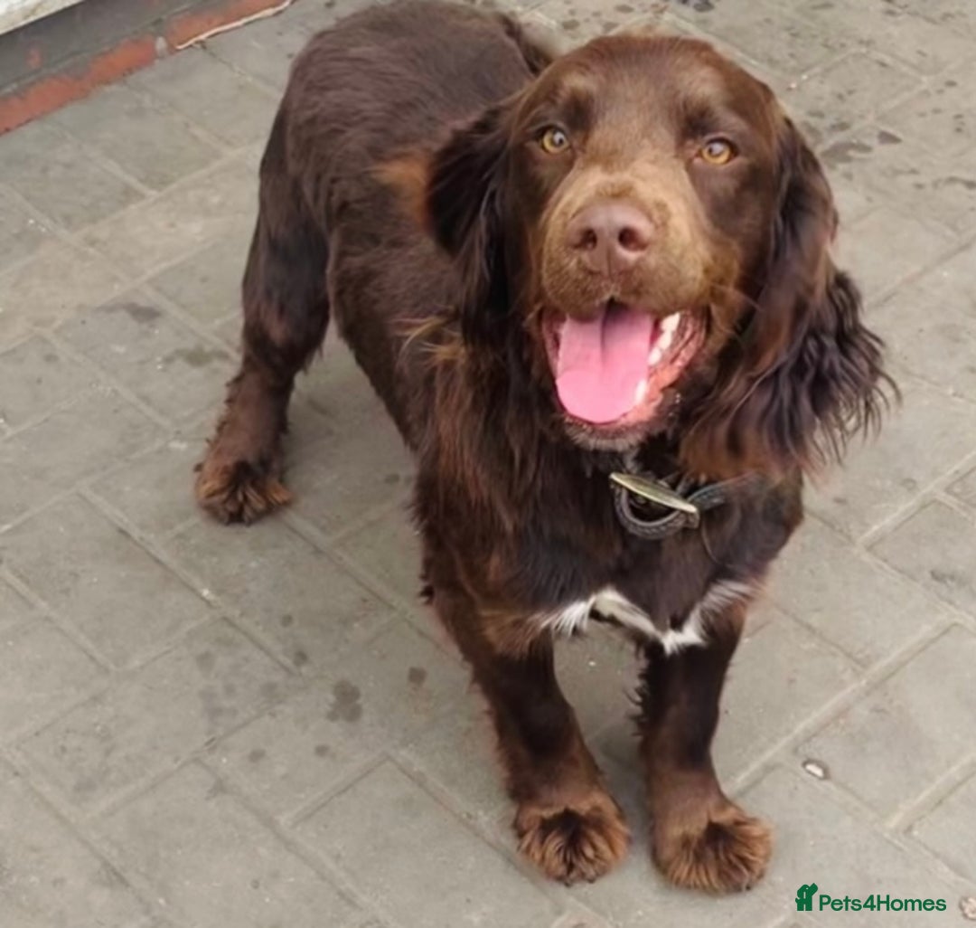 Sprocker dogs for sale: Stunning sprocker puppies  - Advert 16