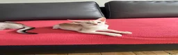 Abyssinian cats for sale: Silver Abyssinian kittens  - Advert 16