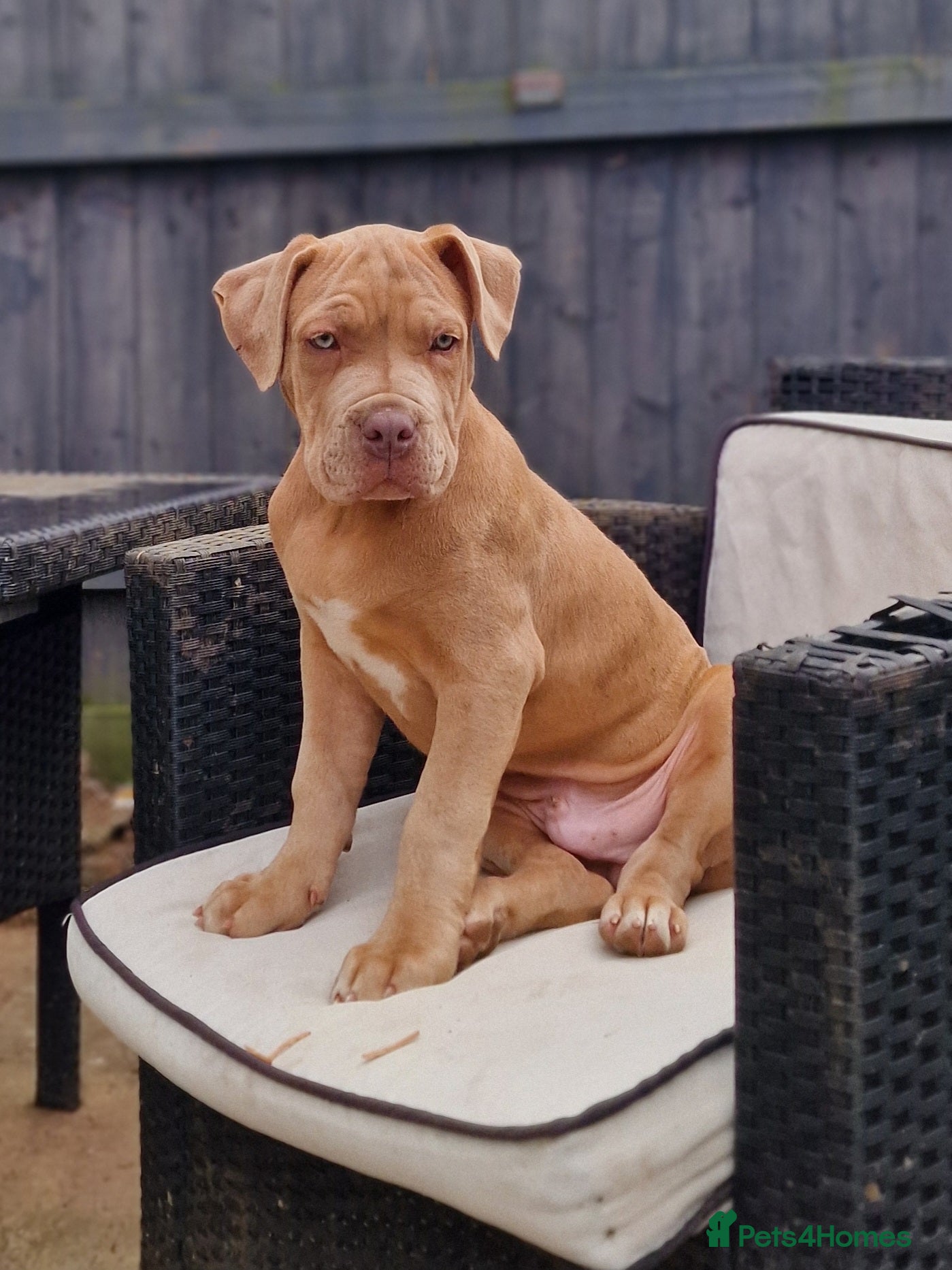 Mastiff dogs Last mastiff boy available  - Advert 16