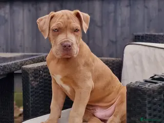 Mastiff dogs Last mastiff boy available - Advert 16