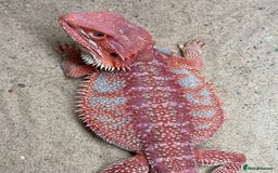 Bearded Dragon reptiles for sale: Red Monster Genetic Stripe Zero Hypo Trans License - Image 1