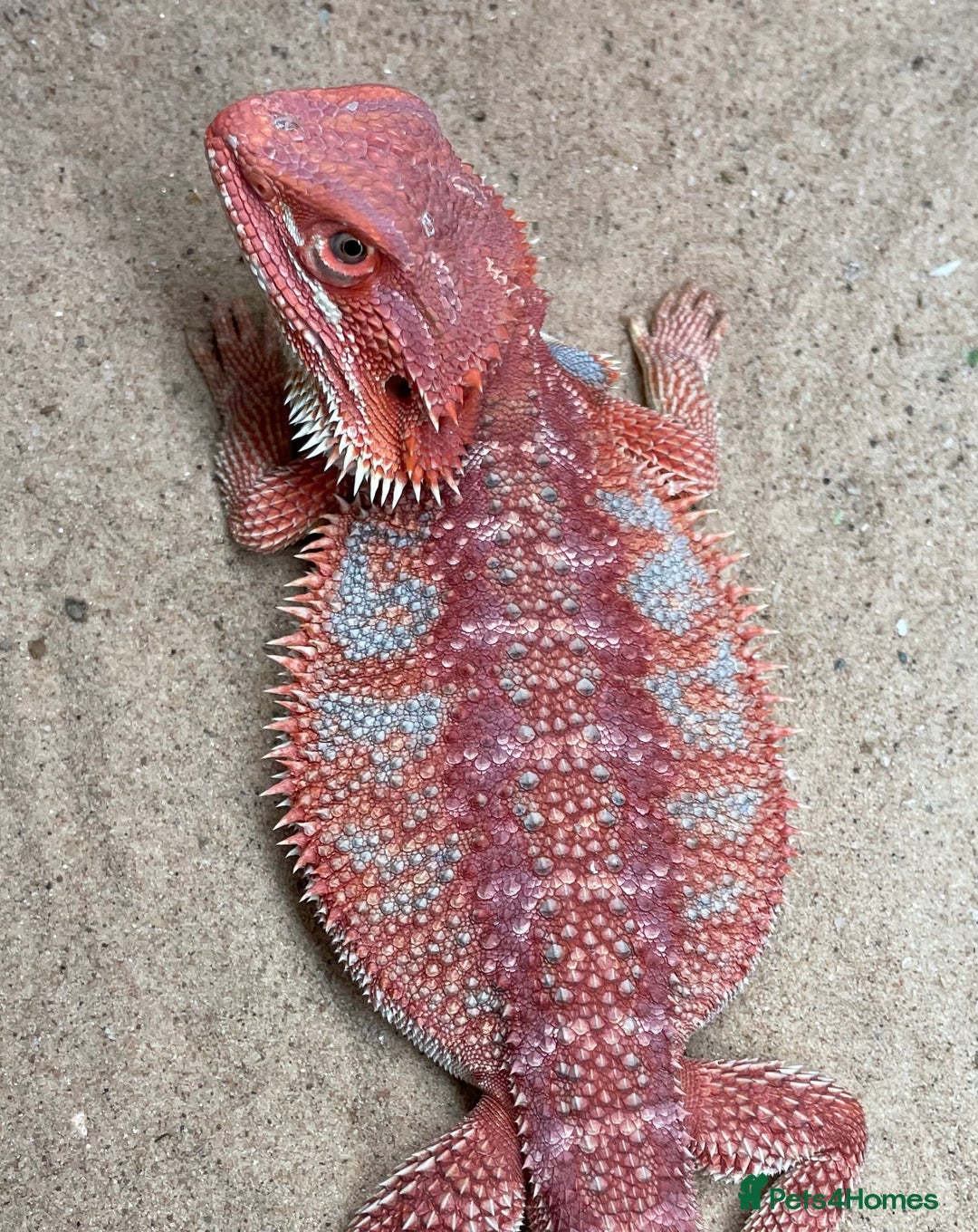 Bearded Dragon reptiles for sale: Red Monster Genetic Stripe Zero Hypo Trans License - Image 1