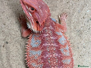 Bearded Dragon reptiles - Advert 4