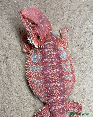 Bearded Dragon reptiles - Advert 4