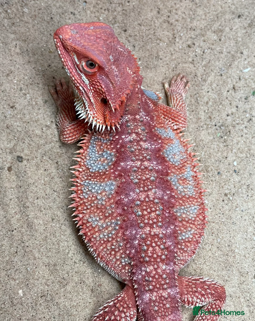 Bearded Dragon reptiles for sale: Red Monster Genetic Stripe Zero Hypo Trans License - Advert 2