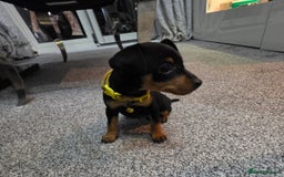 Miniature Pinscher dogs for sale: Beautiful miniature pinscher puppies  - Image 8