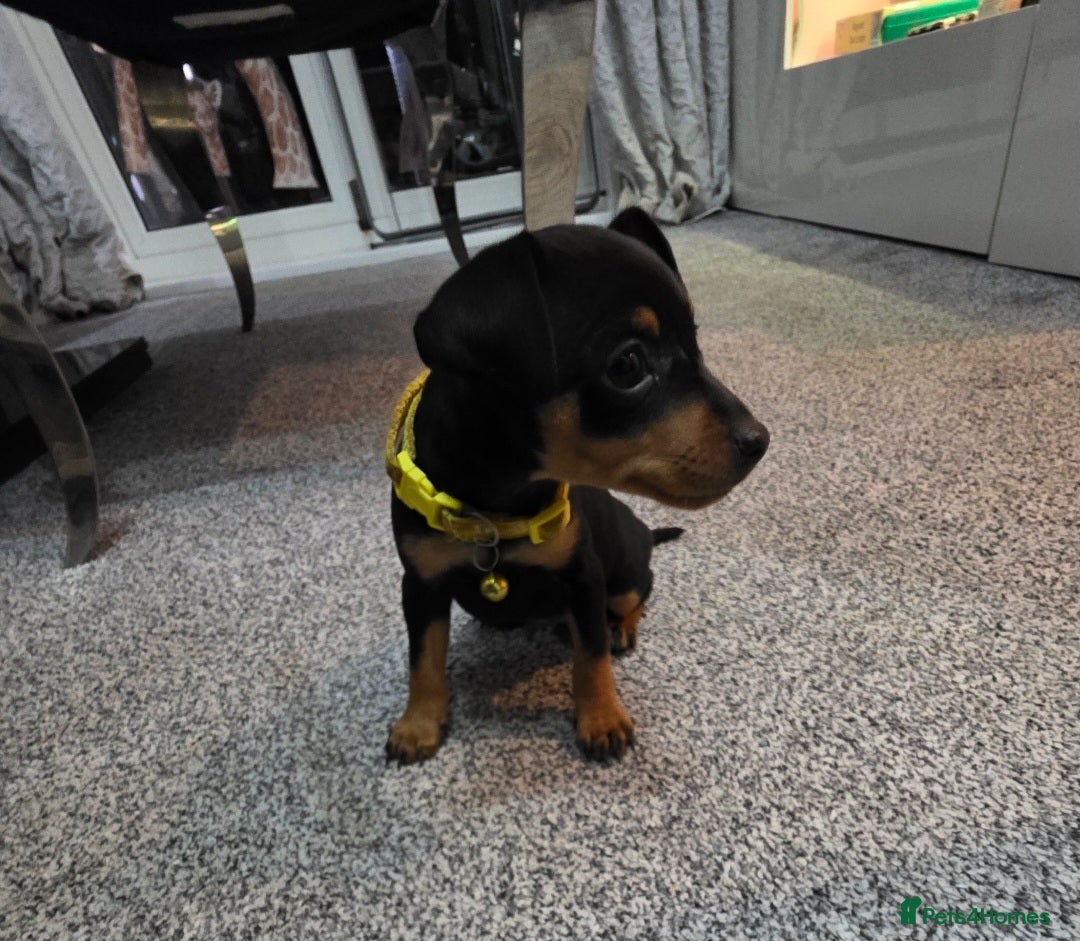 Miniature Pinscher dogs for sale: Beautiful miniature pinscher puppies  - Image 8