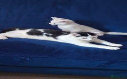Mixed Breed cats for sale: 2 adorable kittens 8 weeks old - Image 3