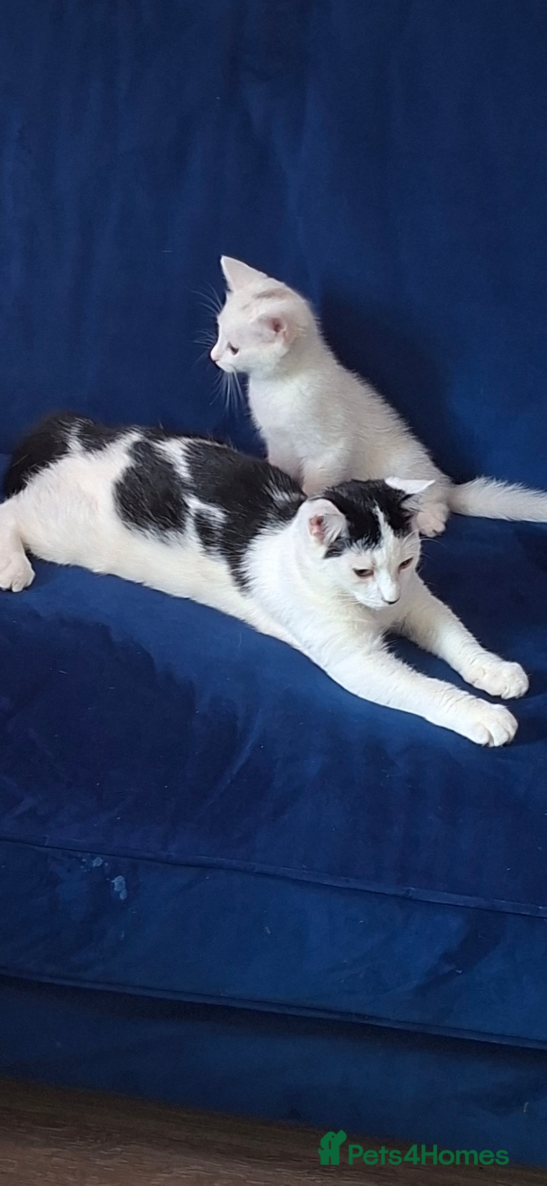 Mixed Breed cats for sale: 2 adorable kittens 8 weeks old - Image 3