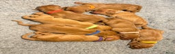 Hungarian Vizsla dogs for sale: KC registered Hungarian Viszla puppies - Advert 6