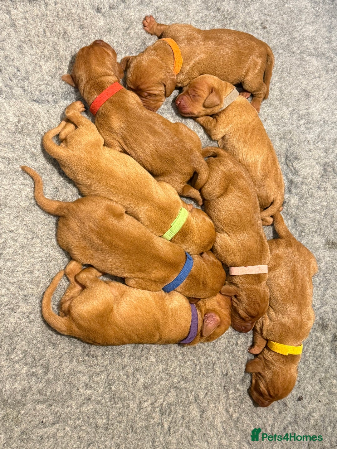 Hungarian Vizsla dogs for sale: KC registered Hungarian Viszla puppies - Advert 6