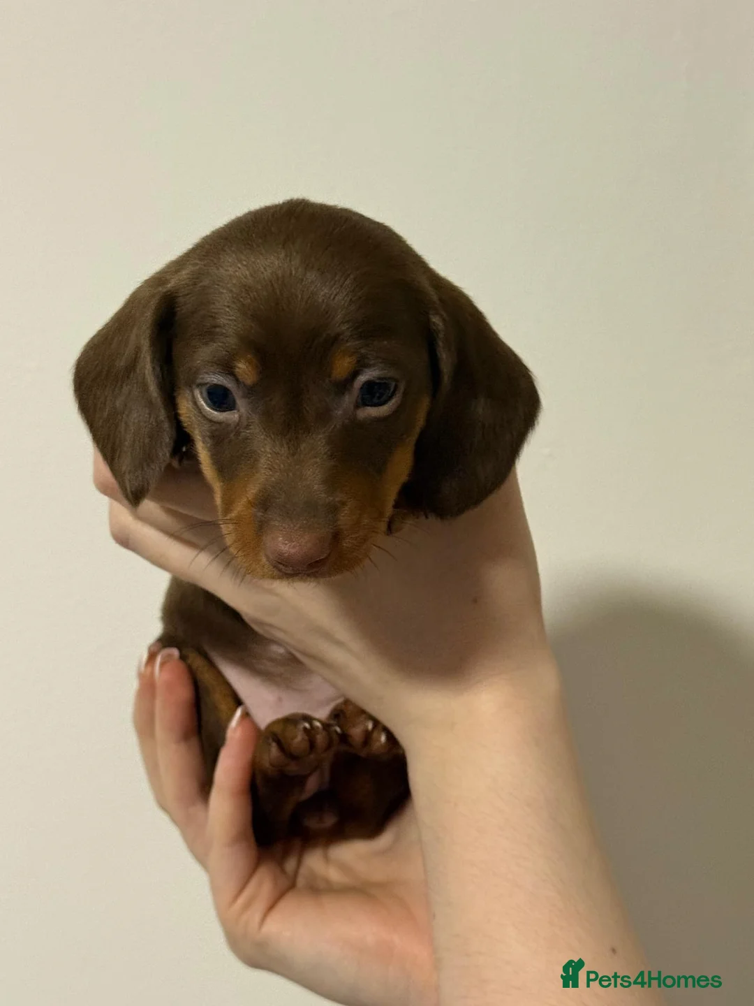 Dachshund dogs for sale: Miniature and standards dachshund pups - Advert 21