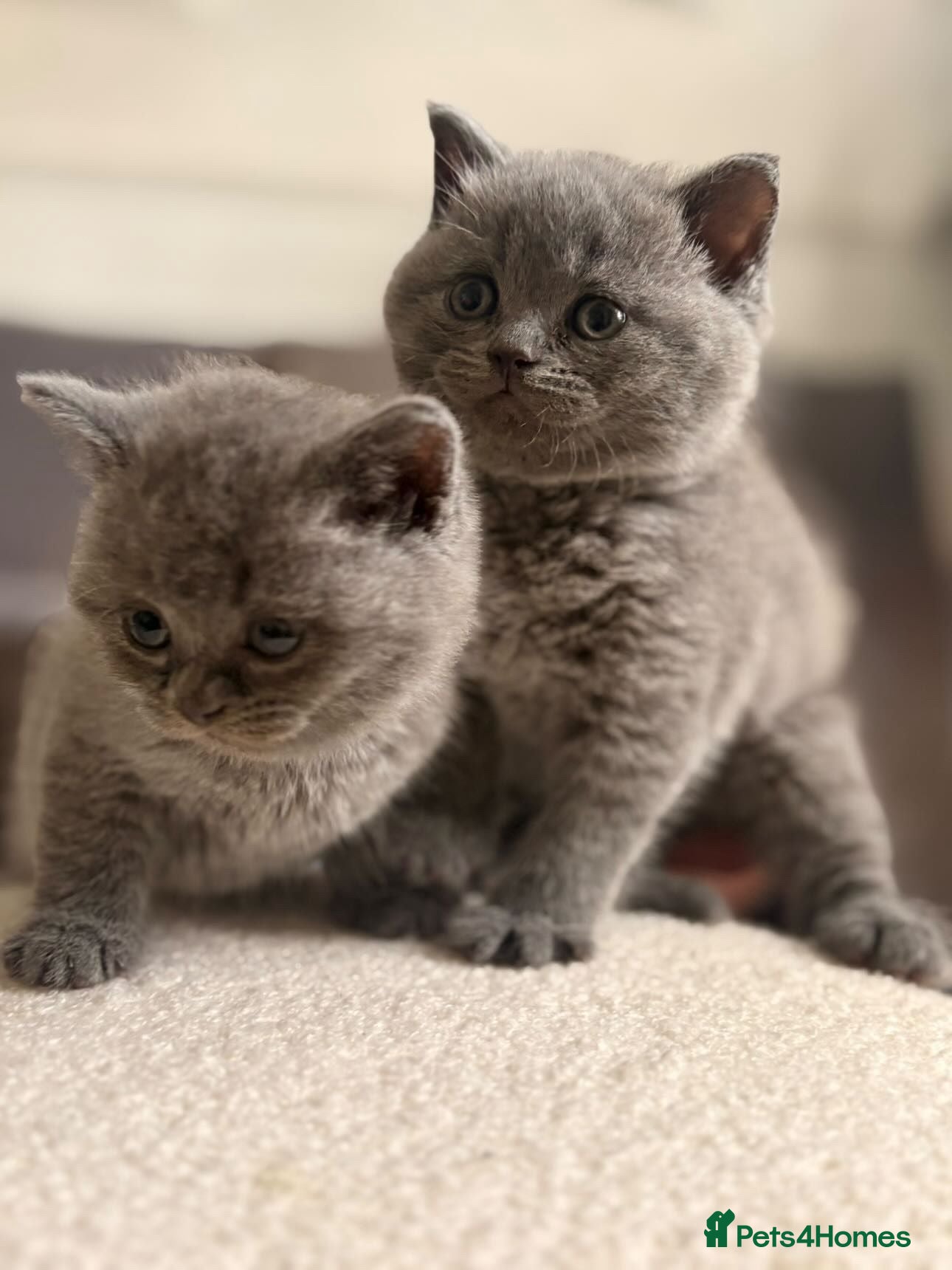British Shorthair cats British Shorthair kittens - Advert 1