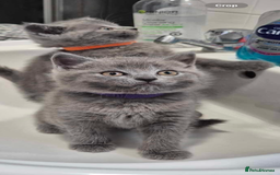 British Shorthair cats for sale: British Shorthair Kittens(1boy and 1girl leftonly) - Image 8