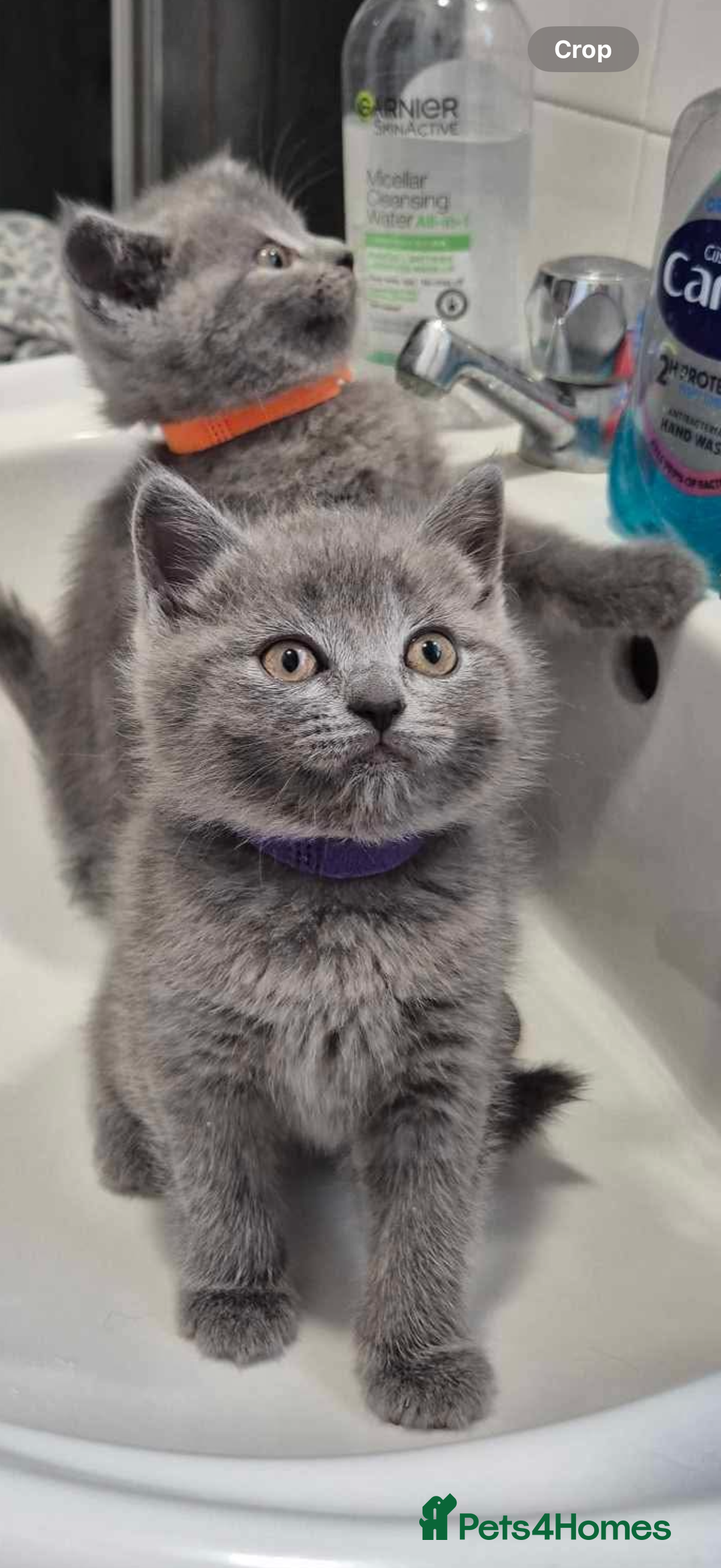 British Shorthair cats for sale: British Shorthair Kittens(1boy and 1girl leftonly) - Image 8