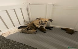 Jack Russell dogs for sale: Jack Russell puppies for sale.  - Image 4