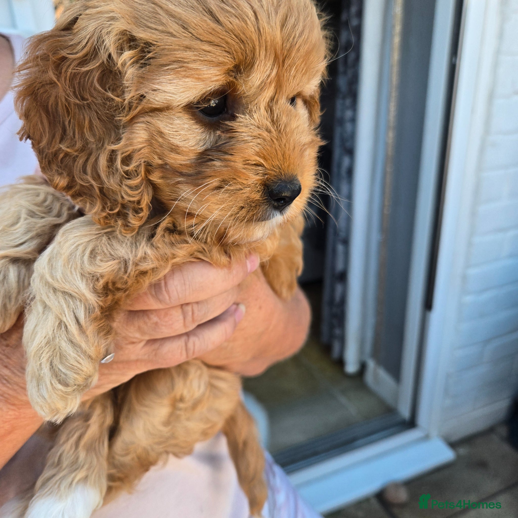 Cavapoo dogs Teddy bear F1 cavapoo  - Advert 2
