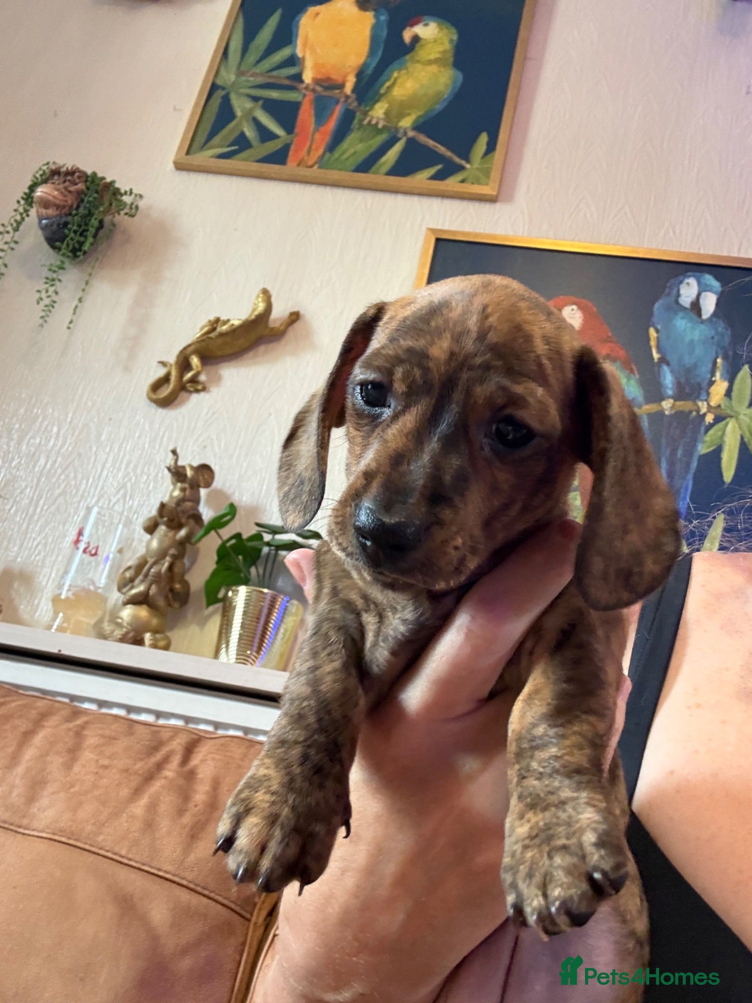 Miniature Dachshund dogs Ready now litter of brindle miniature Dachshunds - Advert 2