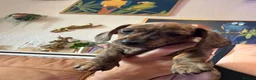 Miniature Dachshund dogs for sale: Ready now litter of brindle miniature Dachshunds - Advert 2