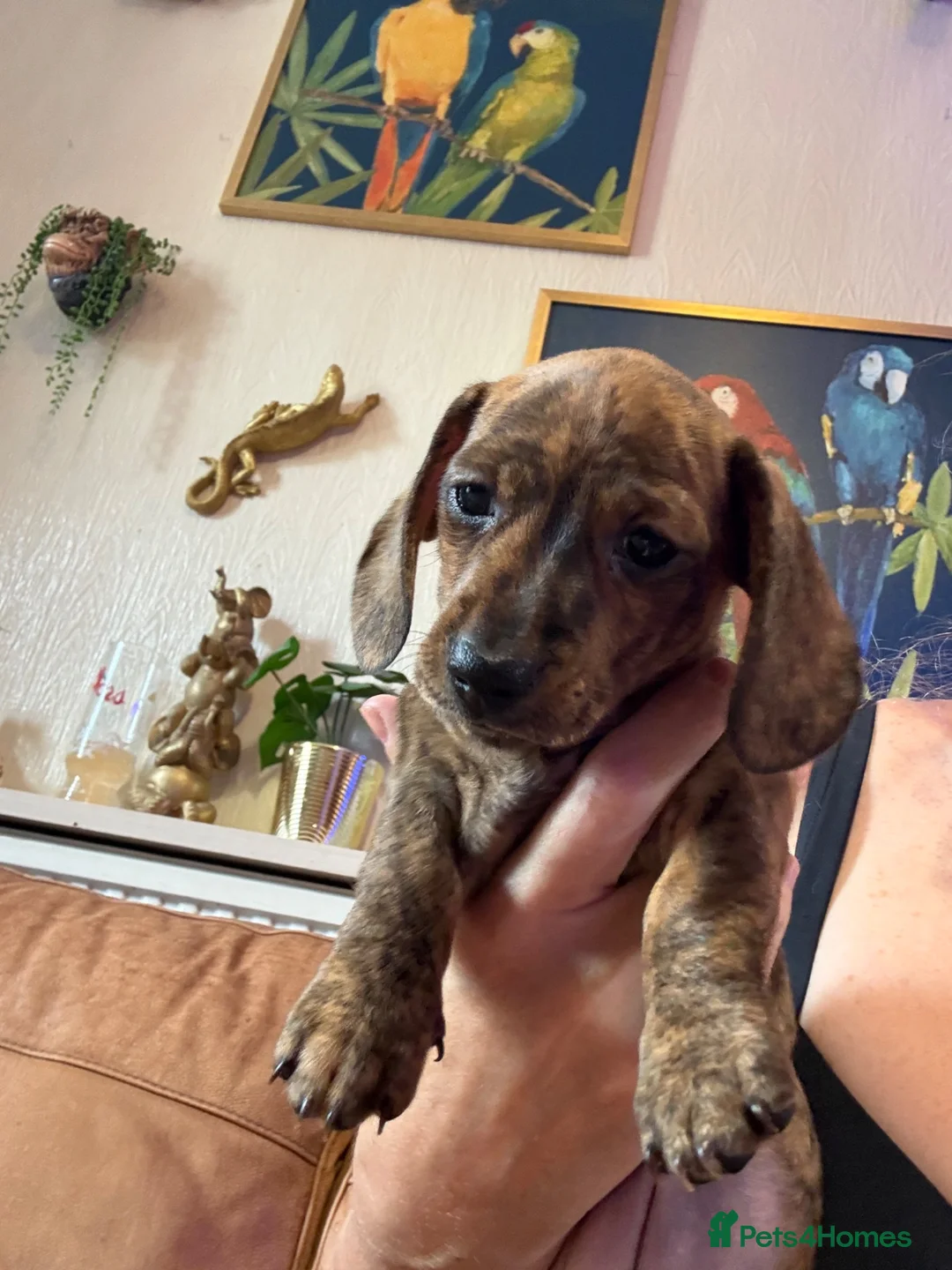Miniature Dachshund dogs for sale: Ready now litter of brindle miniature Dachshunds - Advert 2