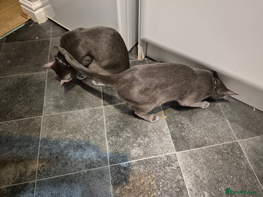 Oriental cats for sale: Beautiful blue/gray oriental kittens - Advert 17