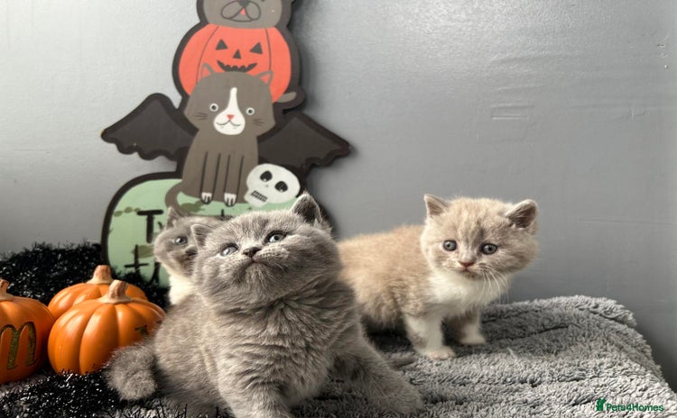 British Shorthair cats - Advert 13