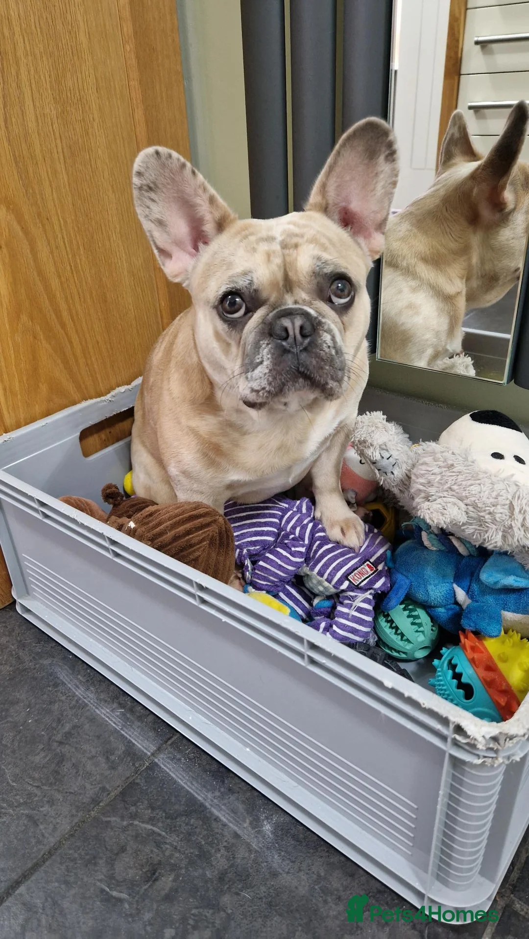 French Bulldog dogs for sale: French Bulldog puppies - Advert 20