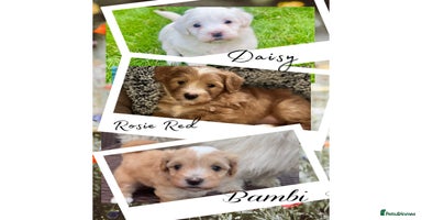 Mixed Breed dogs - Advert 2