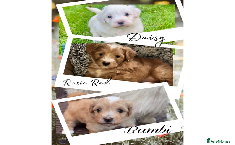 Mixed Breed dogs - Advert 1
