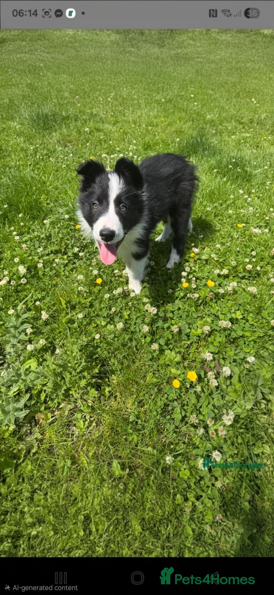 Border Collie dogs 13 week old male border collie  - Advert 2