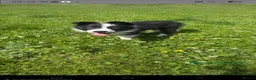 Border Collie dogs for sale: 13 week old male border collie  - Advert 1