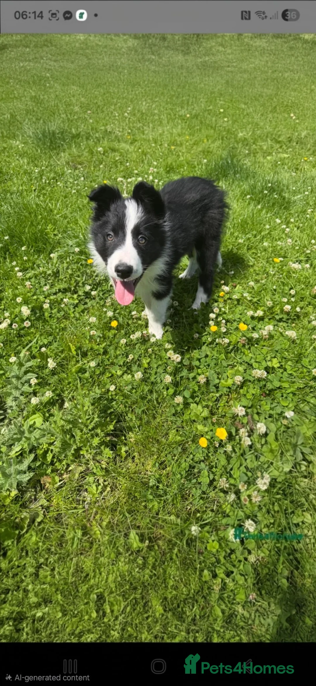 Border Collie dogs for sale: 13 week old male border collie  - Advert 1