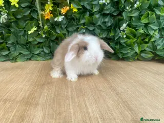 Mini Lop rabbits Mini lops available to reserve now - Advert 6