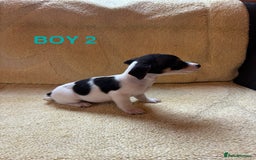 Jack Russell dogs for sale: Miniature Jack Russels  - Image 7