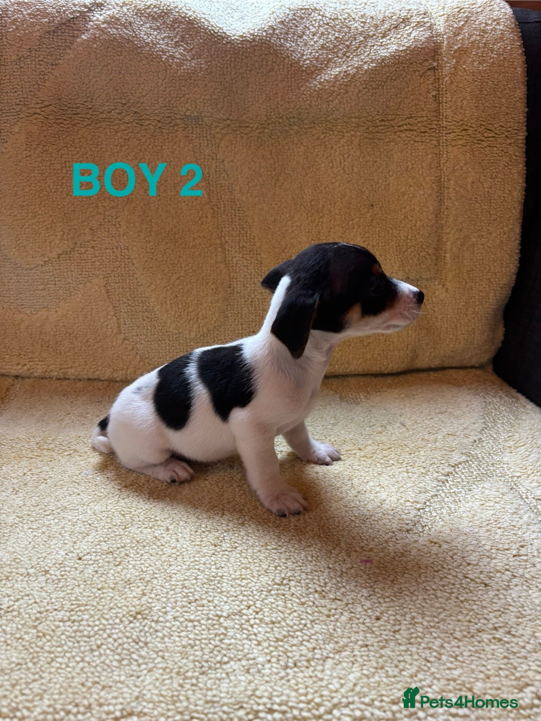 Jack Russell dogs for sale: Miniature Jack Russels  - Image 7